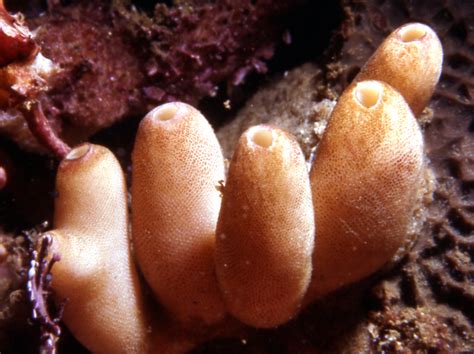 living marine treasures dolphin research