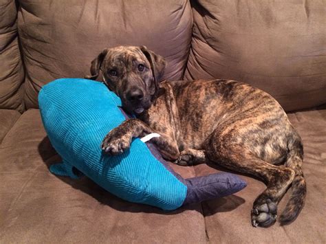 Brindle Pitbull Hound Mix - Plabor