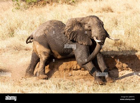 africa tanzania african bush elephant portrait   young elephant