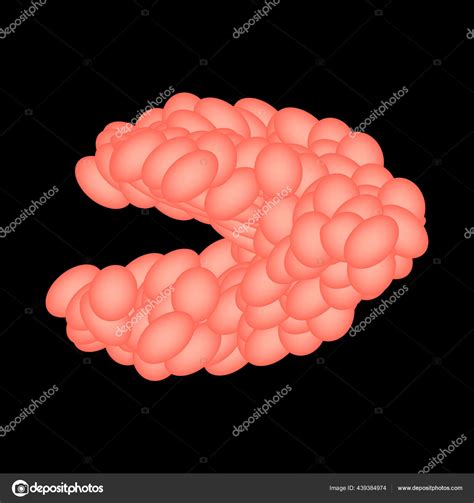 Submandibular salivary gland. The structure of the submandibular