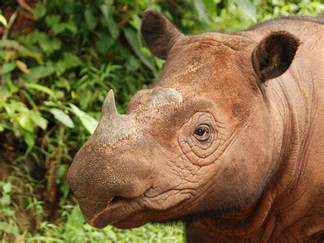 sumatran rhino species wwf
