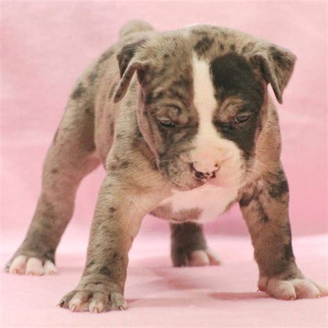 The Complete American Bully XL Guide: Manmade Kennels.