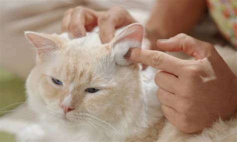 How To Clean A Cat's Ear Mites at Chelsie Malika blog