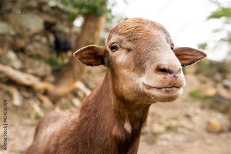 foto de cabra naturaleza conservacion domestico granja animales