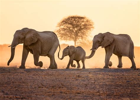 wildlife background 6