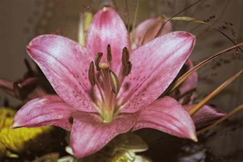 Free Images : blossom, flower, petal, bloom, botany, pink, flora, close