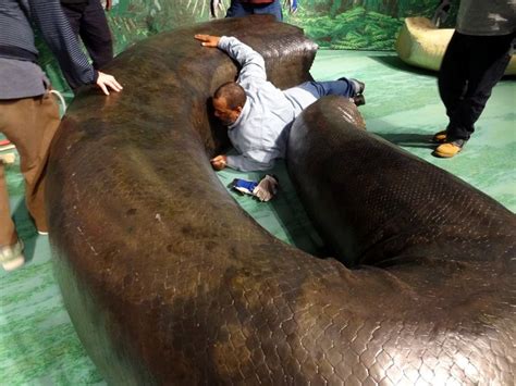 A near miss! The replica #Titanoboa nearly swallowed a Smithsonian staffer as he assisted with ...