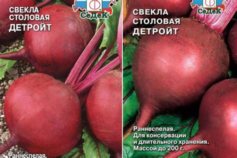 Свекла Детройт: характеристика и описание сорта, фото, отзывы ...