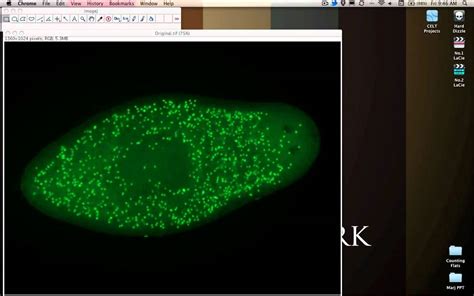 Automated Cell Counting in ImageJ - YouTube