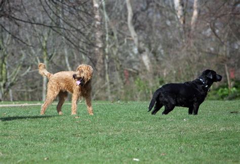 dogs   park  stock photo public domain pictures