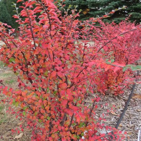 Autumn Inferno® Cotoneaster | Plant Addicts