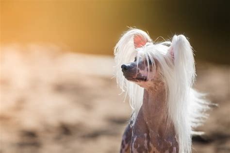 Meet the Strangest Dog Breeds - My Animals