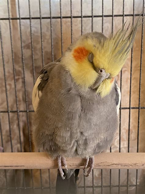 why is cockatiel sleeping too much easily 2
