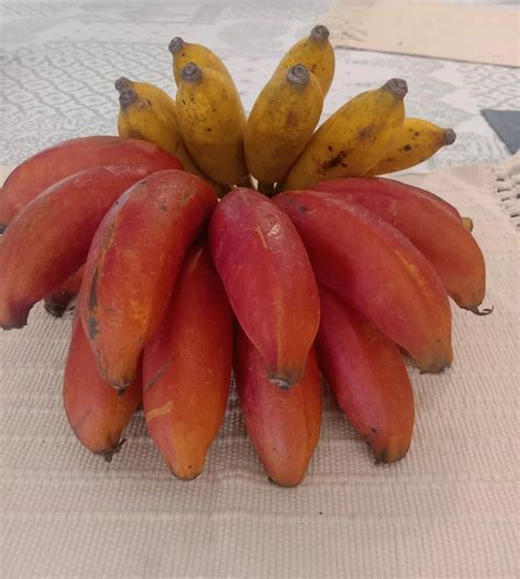 bananas  bananas  kerala goya