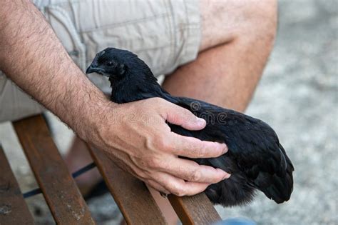 ayam cemani black hen sitting   bench    man  shorts