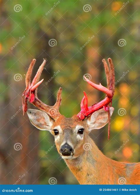 White Tail Deer, Buck, Shedding His Velvet. Stock Image - Image of