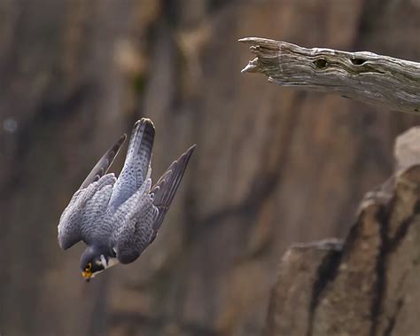 Peregrine Falcon Diving | Smithsonian Photo Contest | Smithsonian Magazine