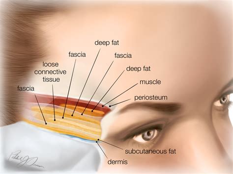 Face Anatomy Temple at Amber Polk blog