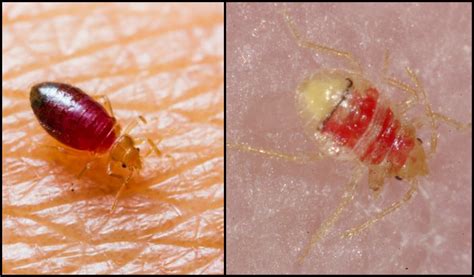 Bed Bug Larvae Stages