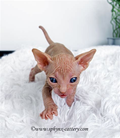 Post - Sphynx Cattery