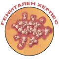 Генитален Херпес