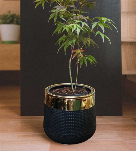 Fiberglass Planter, Black Plant Pot with Golden Neck Small - Trend.pk
