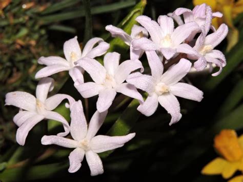Chionodoxa | Pacific Bulb Society