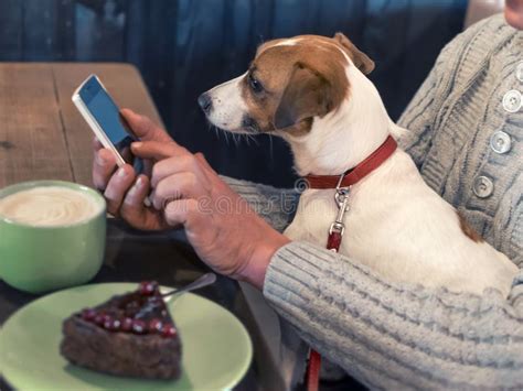 Ritratto Di Un Piccolo Cane Jack Russell Terrier Seduto Sulle Ginocchia