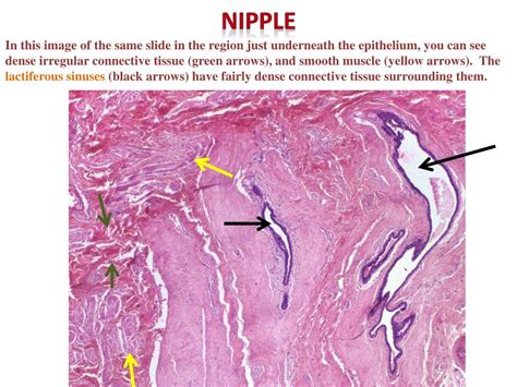 mammary gland digital laboratory powerpoint