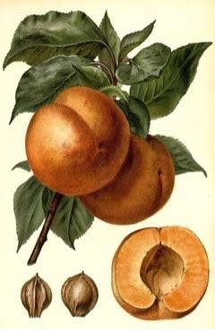 Manchurian Apricot facts and health benefits