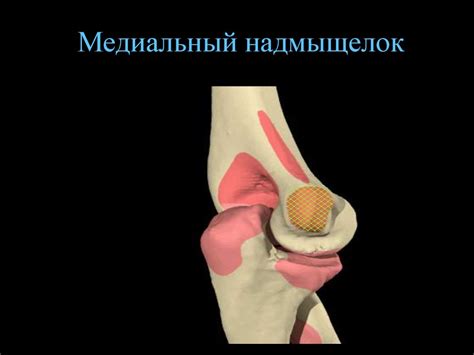 Скелет верхней конечности - презентация онлайн