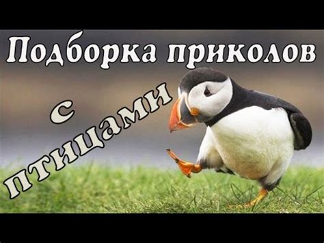 Приколы с птицами | Веселые птицы | Смешные птицы - YouTube