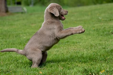 Silver Lab Info: Breed Traits, Health Issues & Feeding Guide