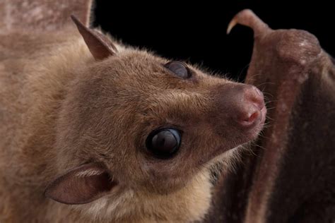 19 of the Cutest Bat Species
