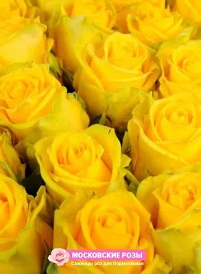 Роза илиос фото - 74 картинки