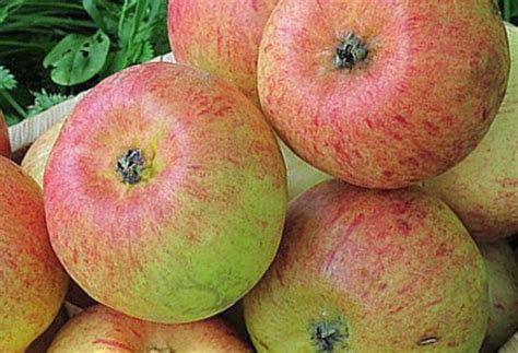 Яблоня Ранетка /Malus/ - Летние сорта яблони - Kаталог - stadi ...