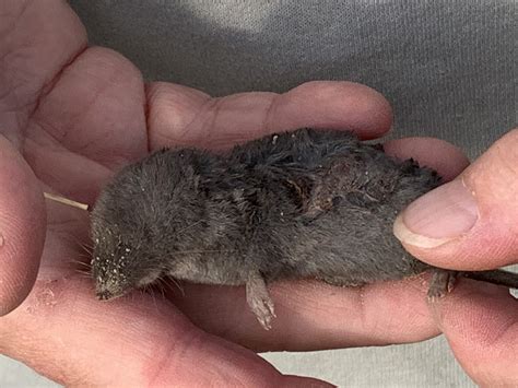 Untamable: Northern Short-Tailed Shrew - Heartland Safari