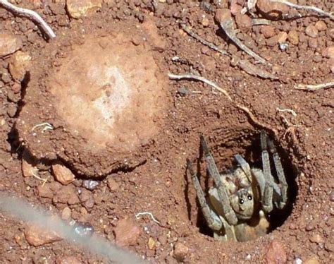 New spider species found in urban setting - UPI.com
