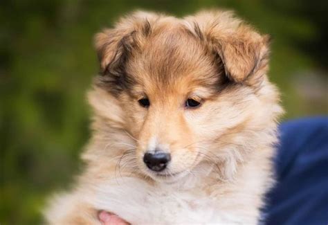Shetland Sheepdog