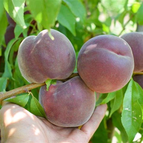 🍑🍑Персиковая лавина😱 Персик — один из самых вкусных и желанных фруктов ...
