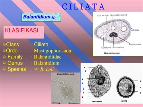 PPT - Amoeba (Sarcodina) PowerPoint Presentation - ID:6536118