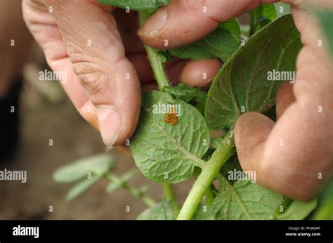colorado beetle eggs stock photo alamy