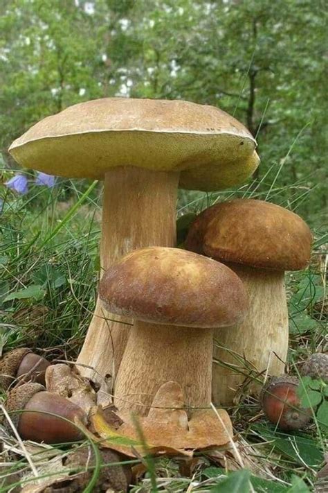 Épinglé par Maia Walczak Artist sur Fungi Love | Champignon, Nature