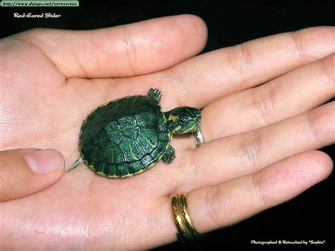 turtles turtles photo  fanpop