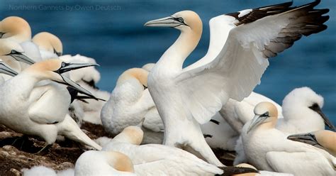 Northern Gannet - American Bird Conservancy