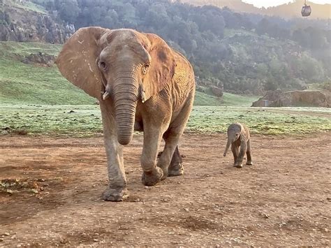Elefante Bebe