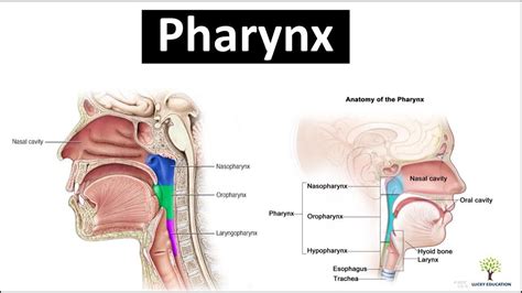 What is Pharynx ?? - YouTube