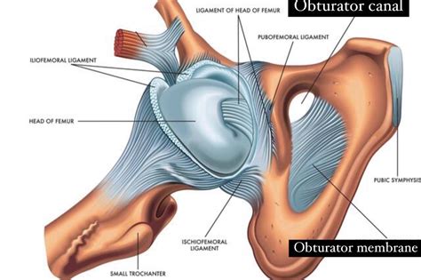 Obturator Foramen Function