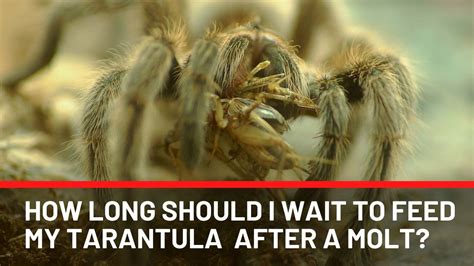 how long does it take for a tarantula to molt