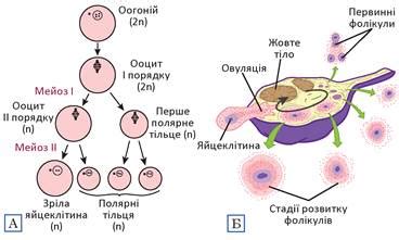 Будова й утворення гамет - Підручник з Біології і екології. 10 клас ...
